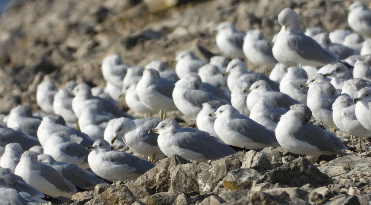 Ring-billed Gull - ML642818359