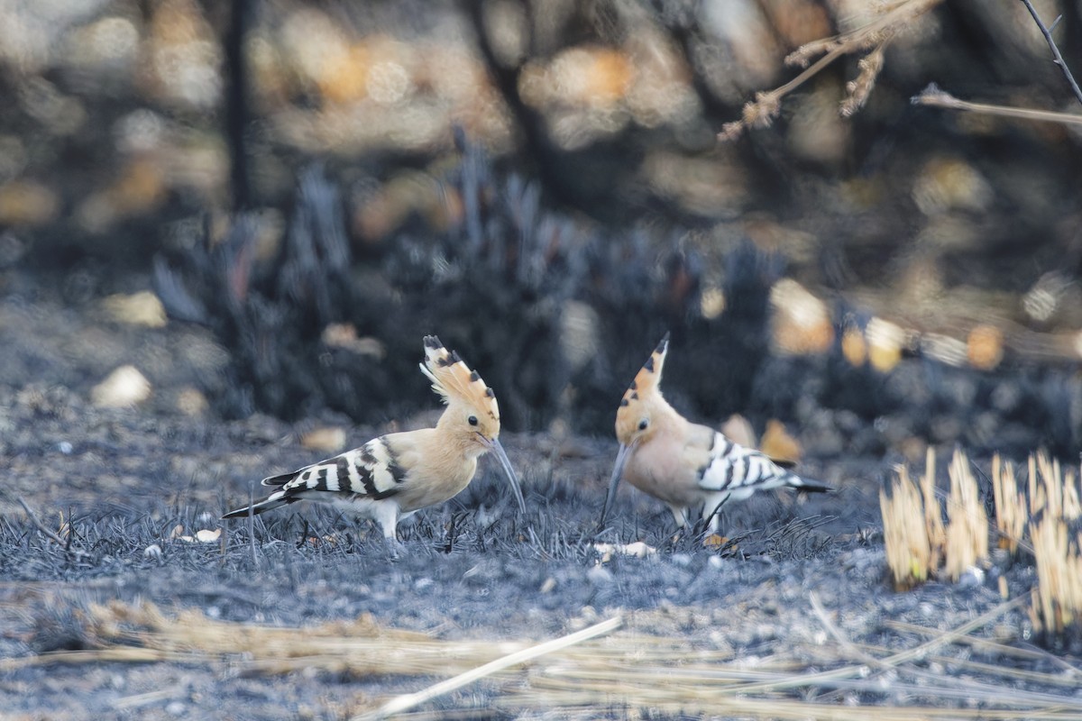 Eurasian Hoopoe - ML642818367