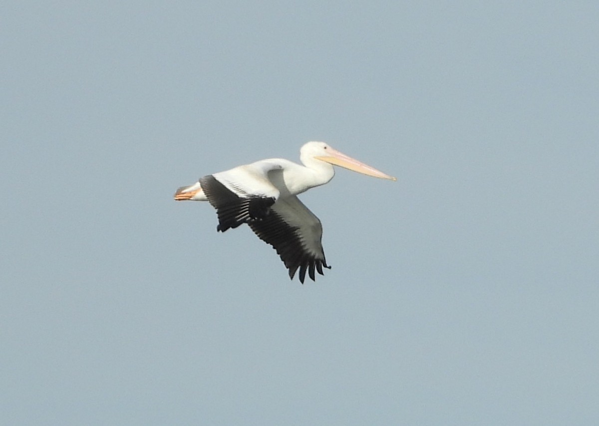 American White Pelican - ML642818377