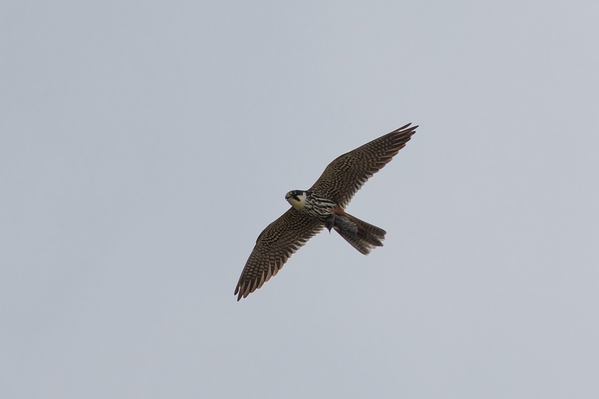 Eurasian Hobby - ML642818380
