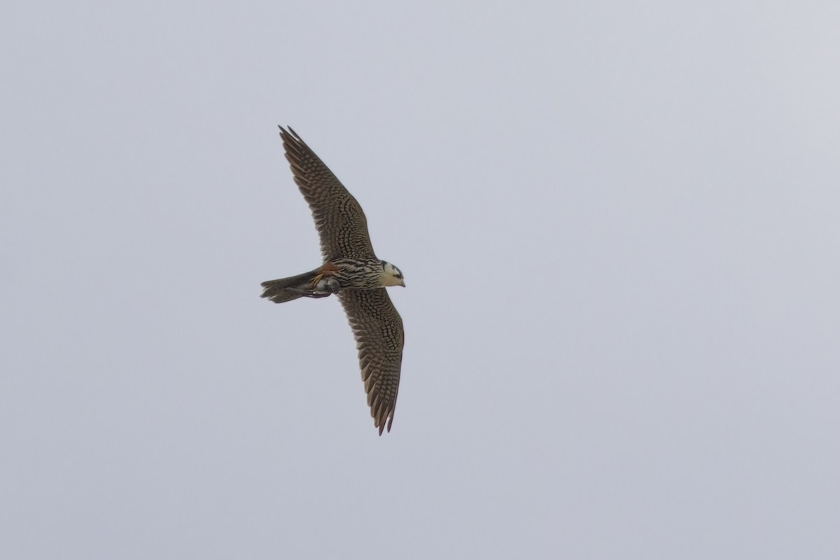 Eurasian Hobby - ML642818381