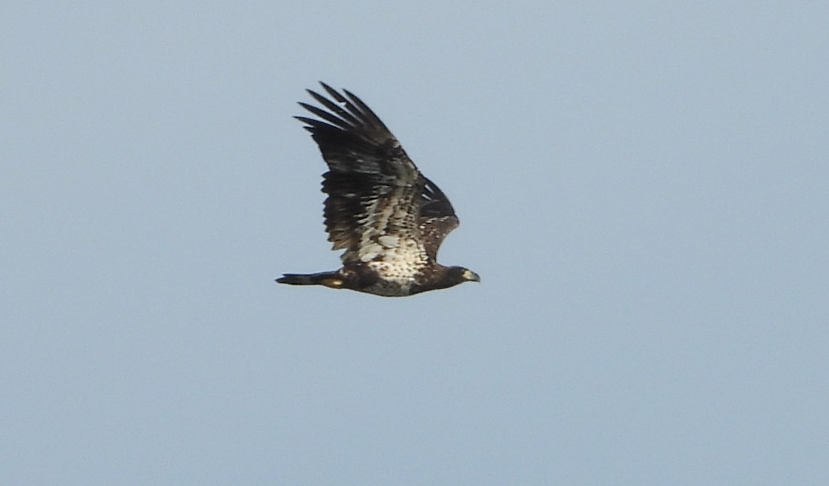 Bald Eagle - ML642818385