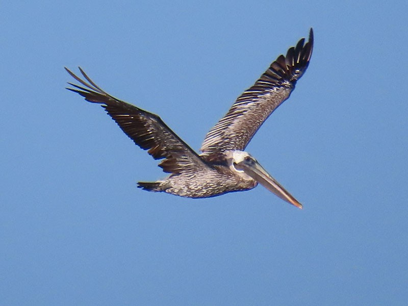 Brown Pelican (Atlantic) - ML642818392