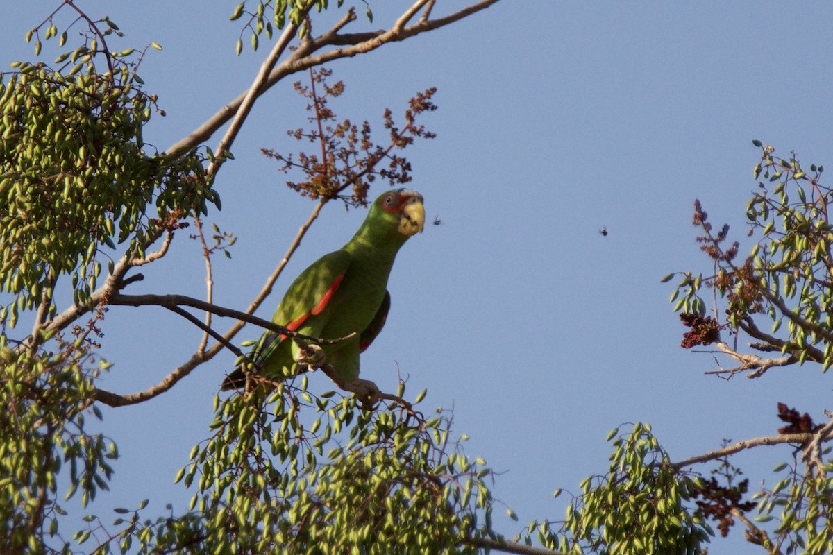 White-fronted Amazon - ML642818402