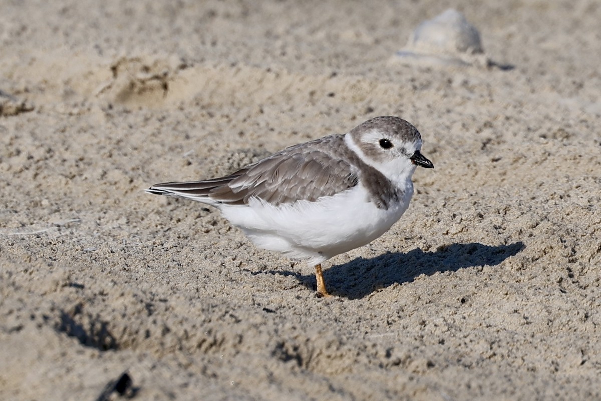 Piping Plover - ML642818409