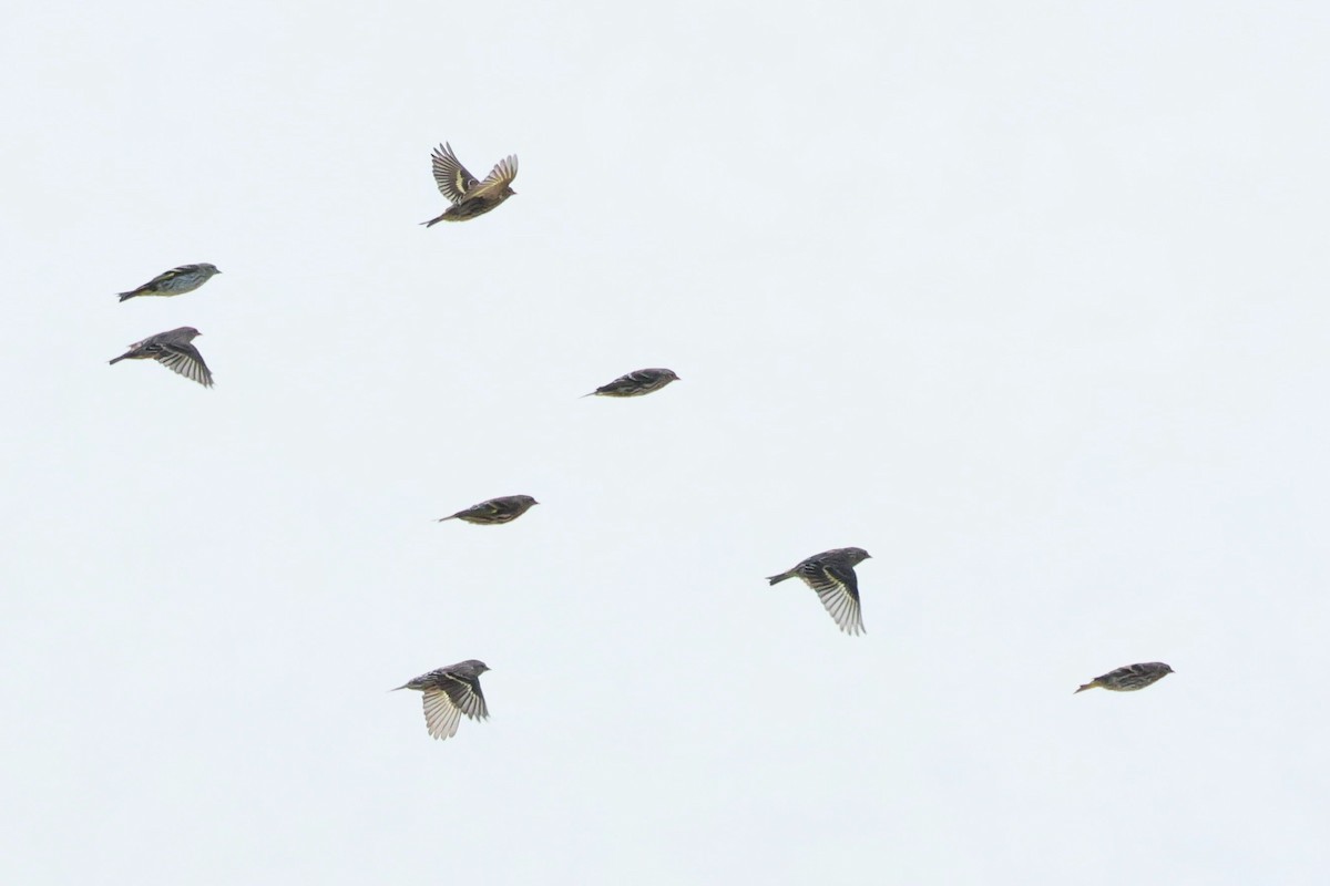 Pine Siskin - ML642818411