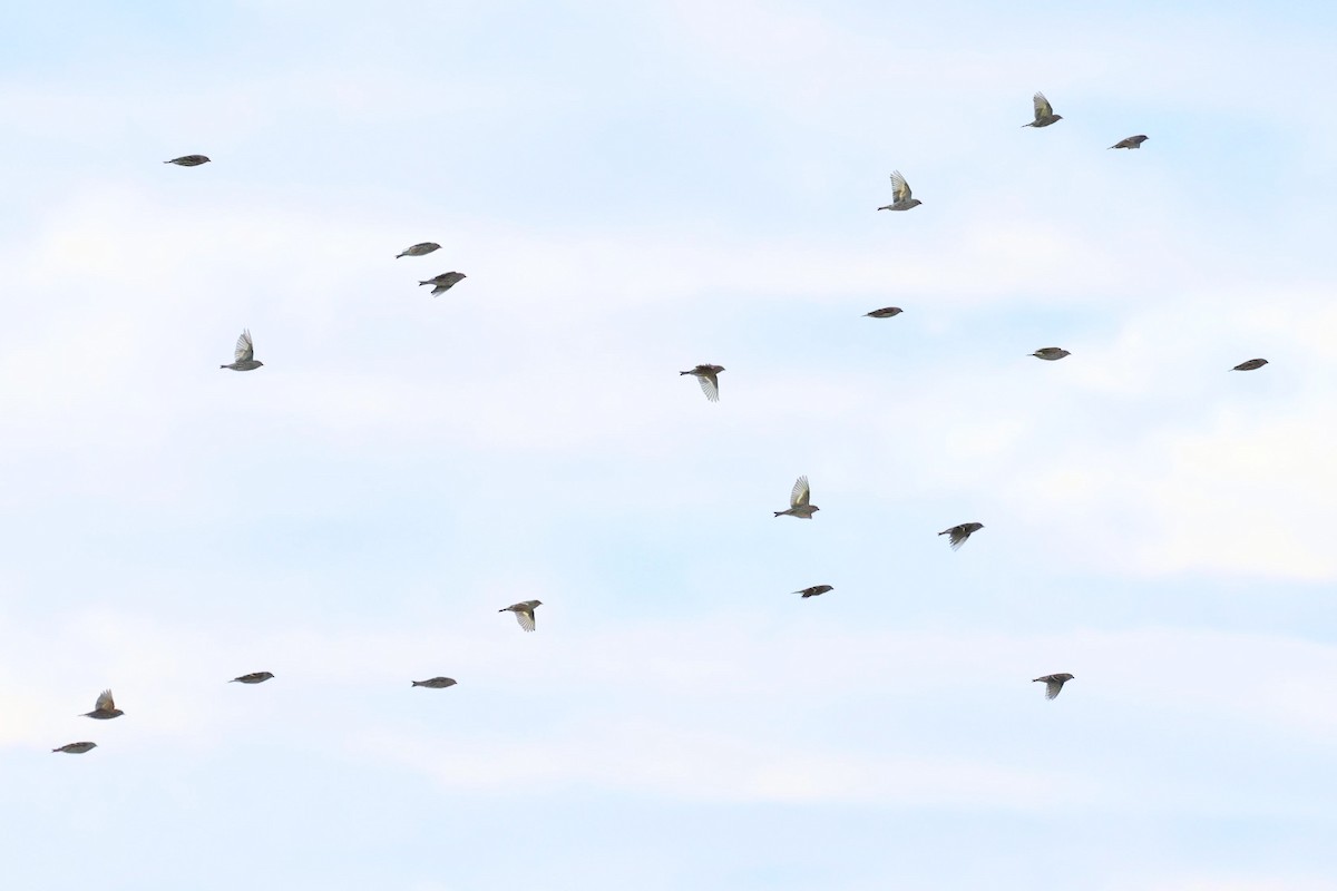 Pine Siskin - ML642818412