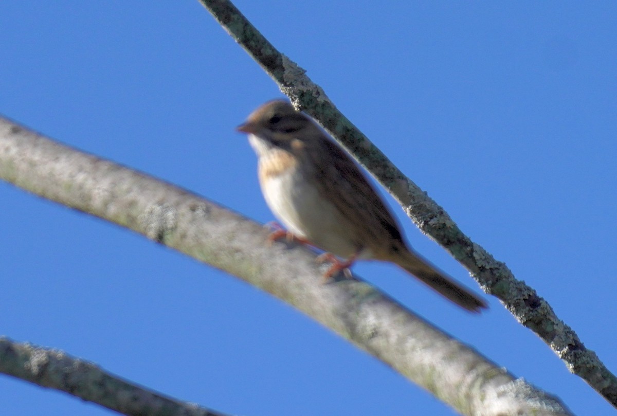 Lincoln's Sparrow - ML642818433