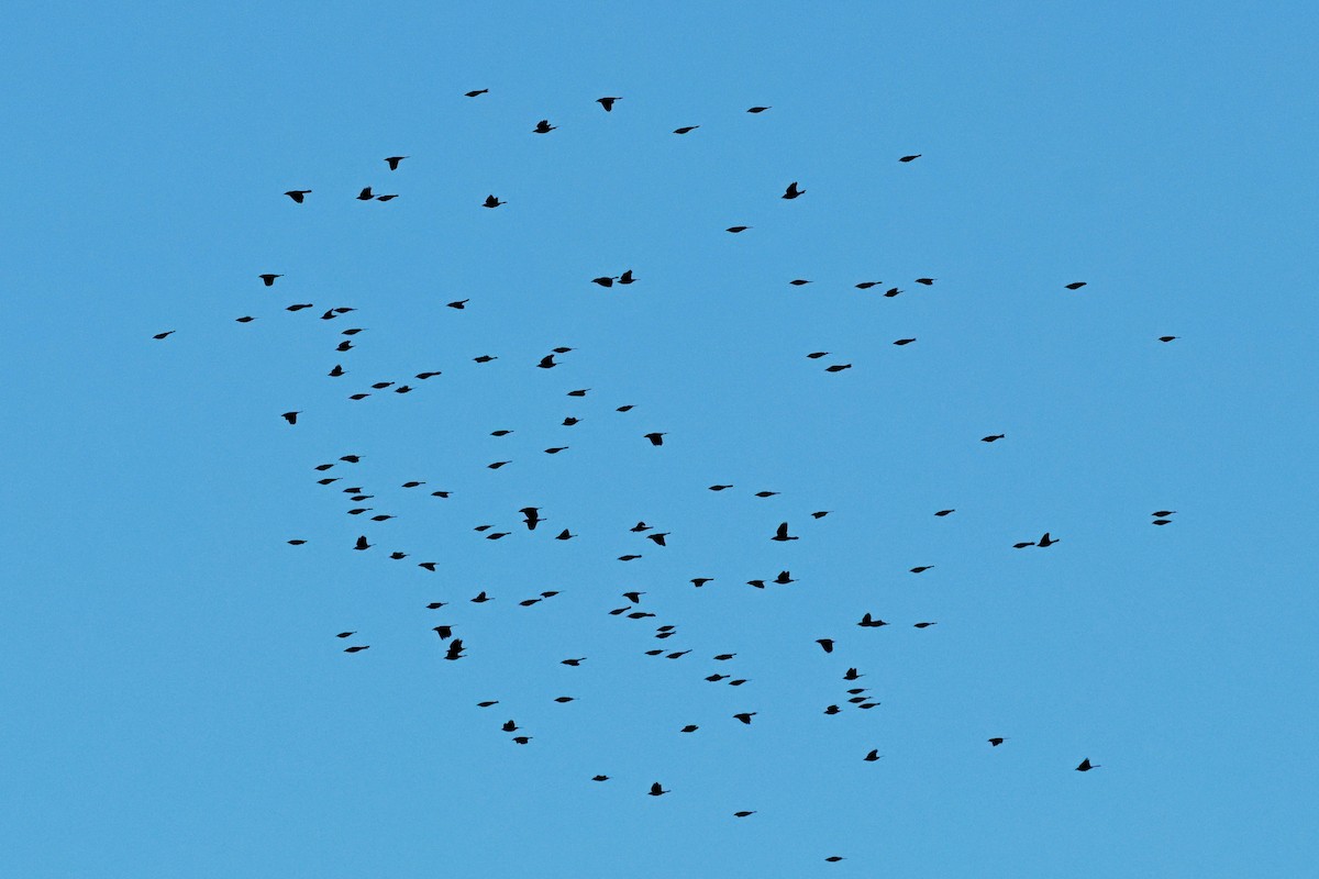 Common Grackle - ML642818435