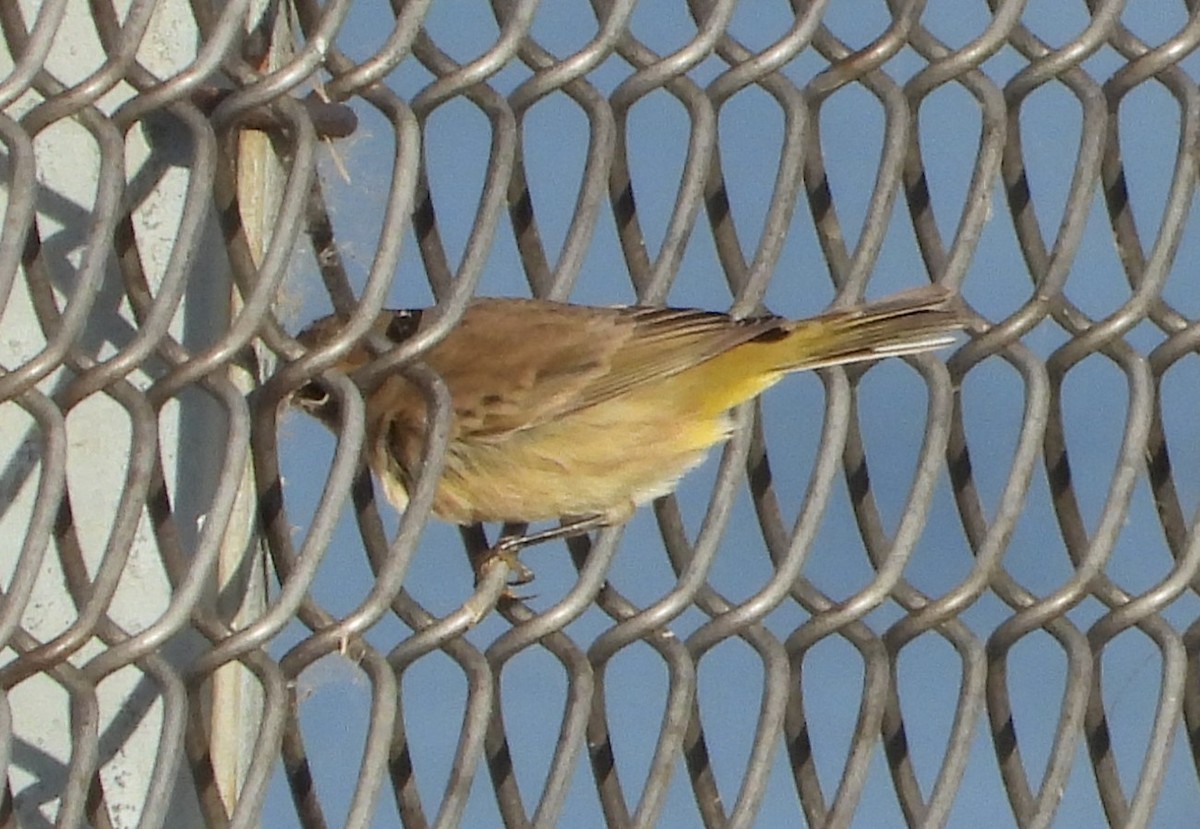 Palm Warbler - ML642818439