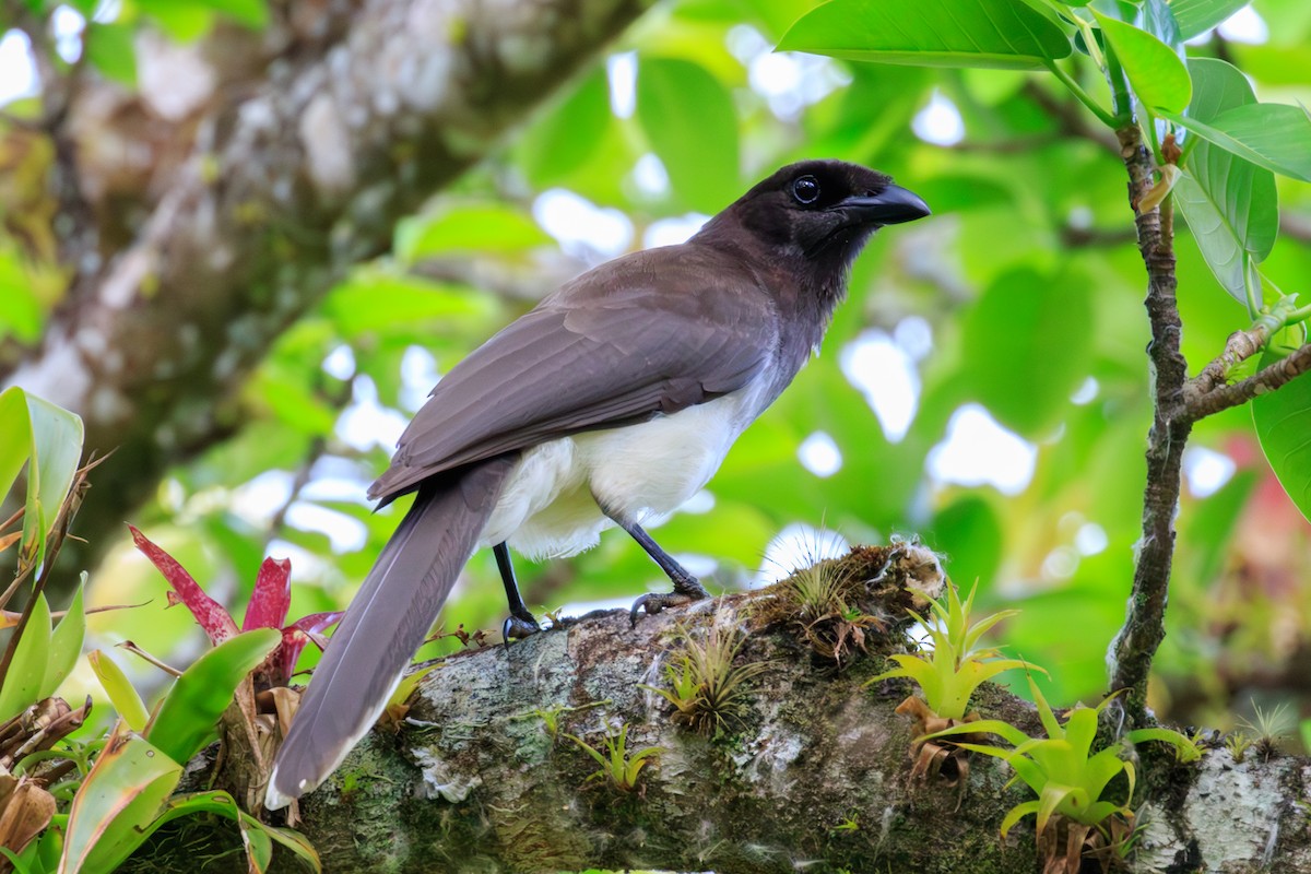 Brown Jay - ML642818449