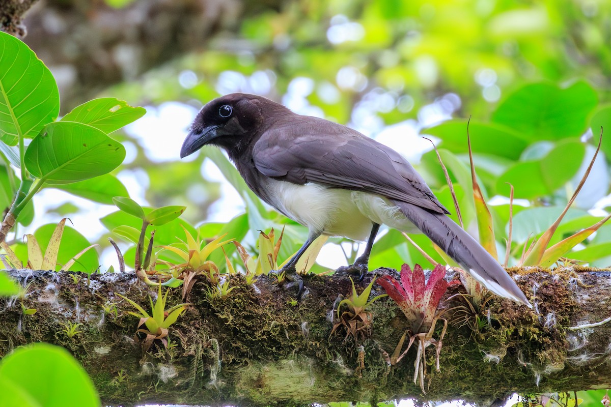 Brown Jay - ML642818450