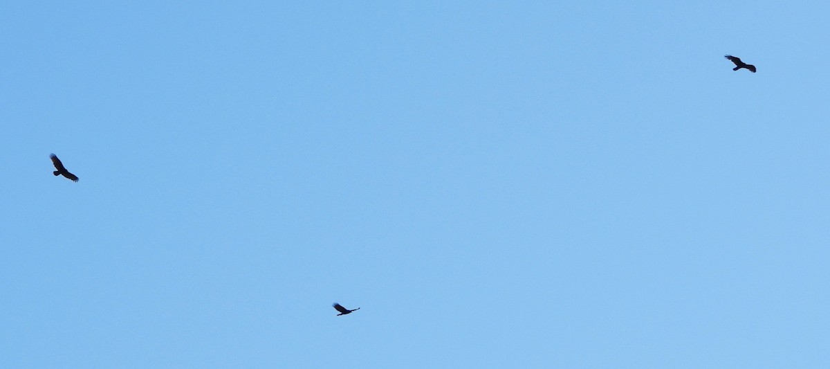 Turkey Vulture - ML642818452