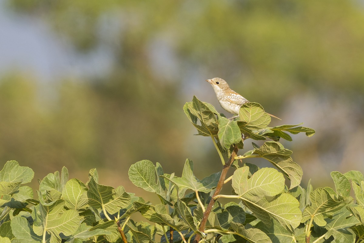 Woodchat Shrike - ML642818453