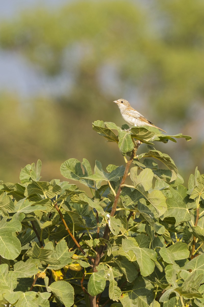 Woodchat Shrike - ML642818454