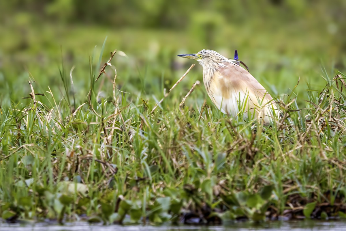Squacco Heron - ML642818456