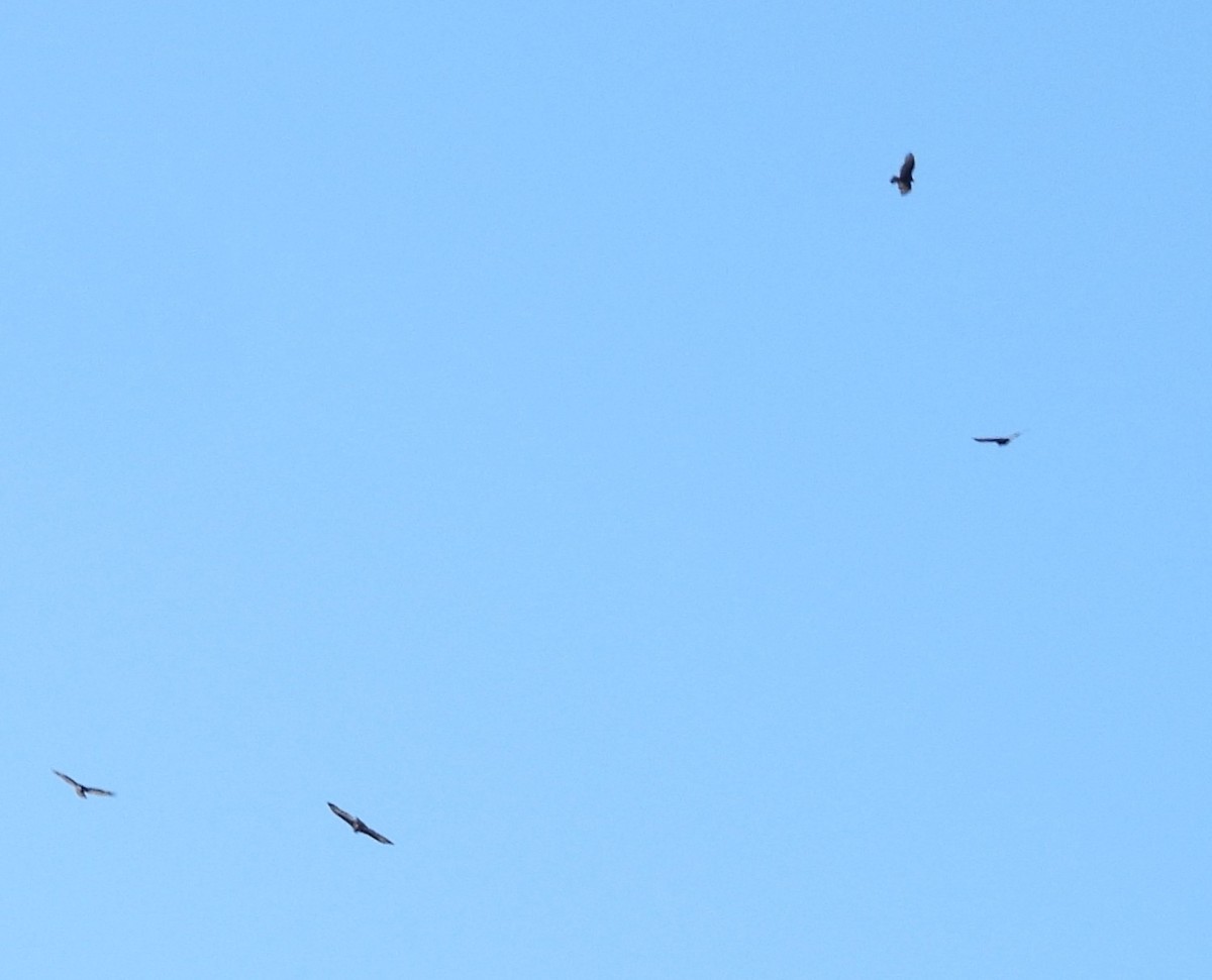 Turkey Vulture - ML642818457