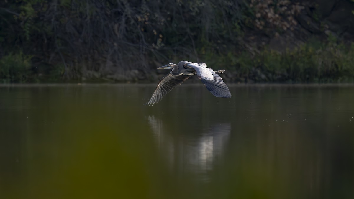 Great Blue Heron - ML642818458