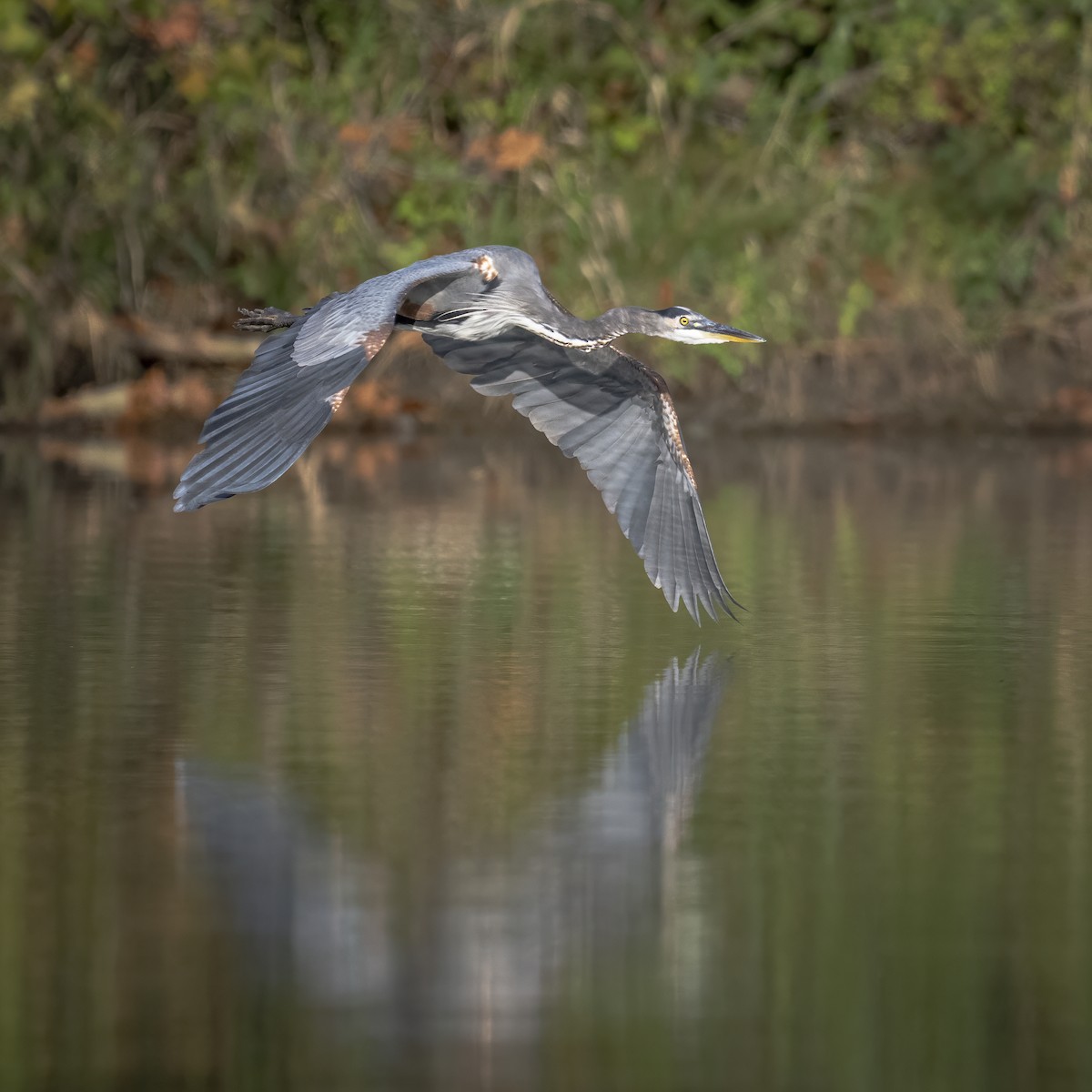 Great Blue Heron - ML642818459