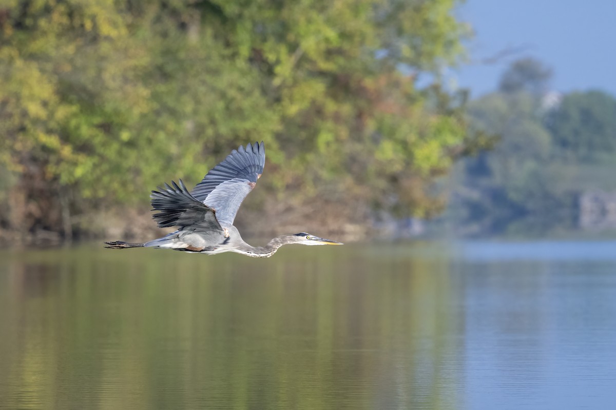 Great Blue Heron - ML642818460