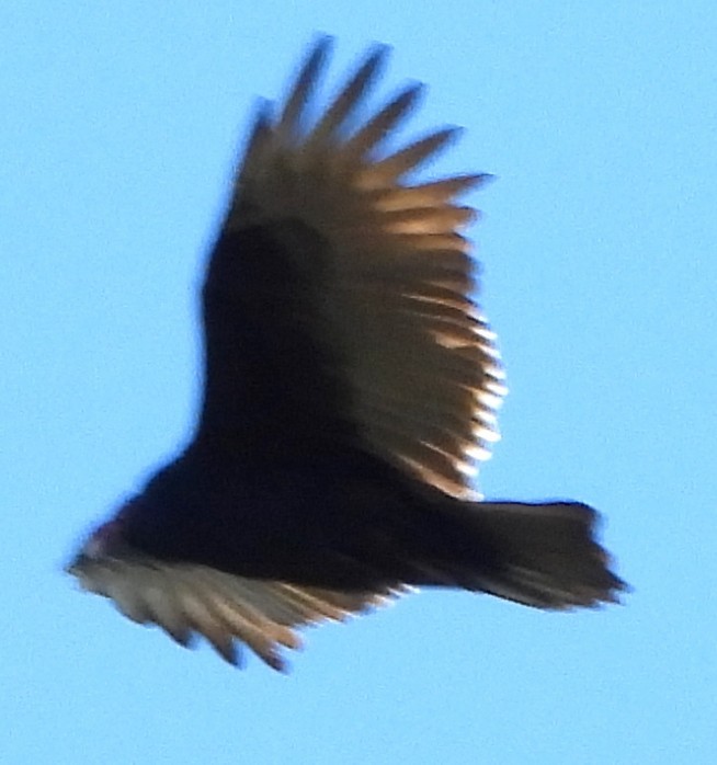 Turkey Vulture - ML642818463
