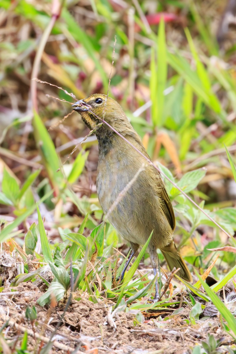 Yellow-faced Grassquit - ML642818464
