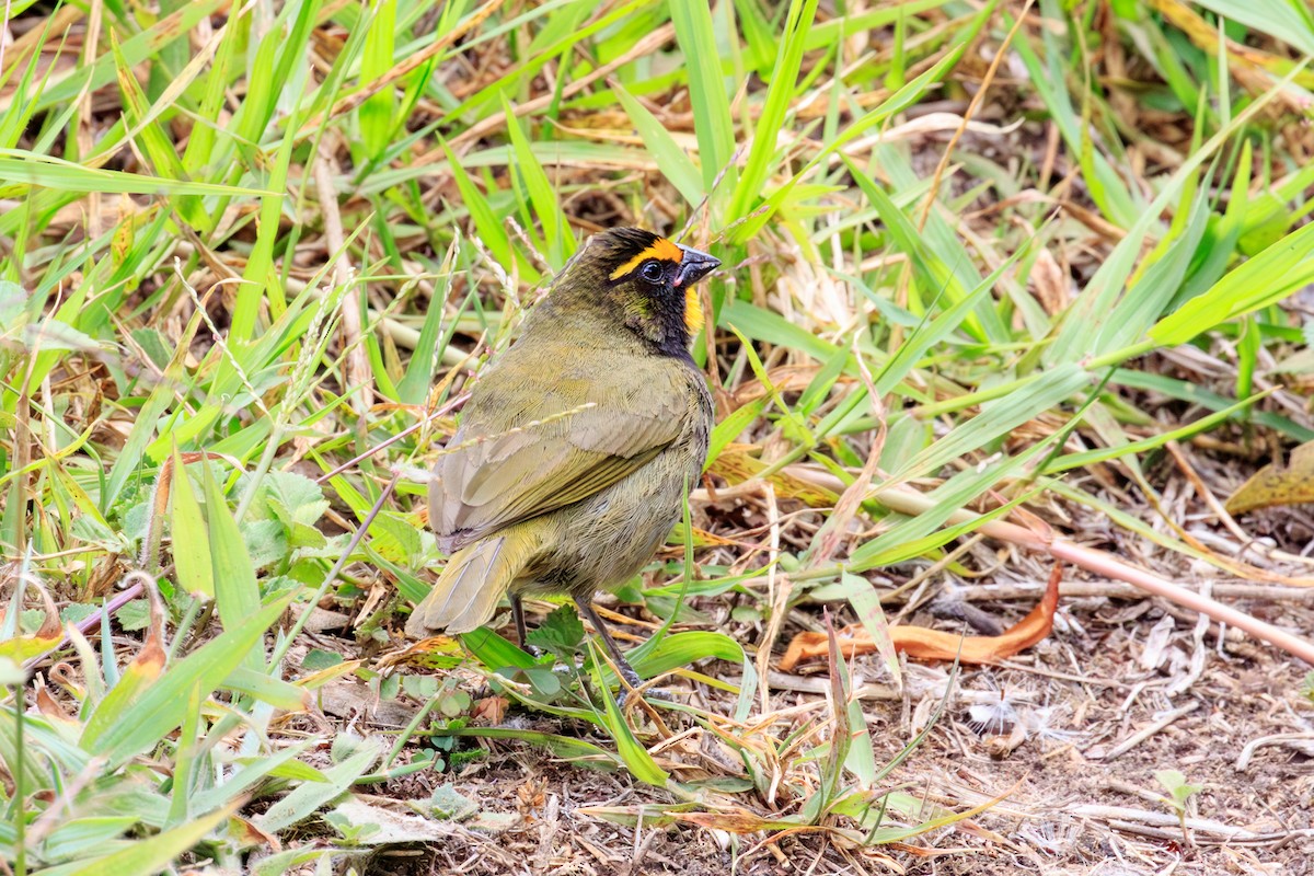 Yellow-faced Grassquit - ML642818466