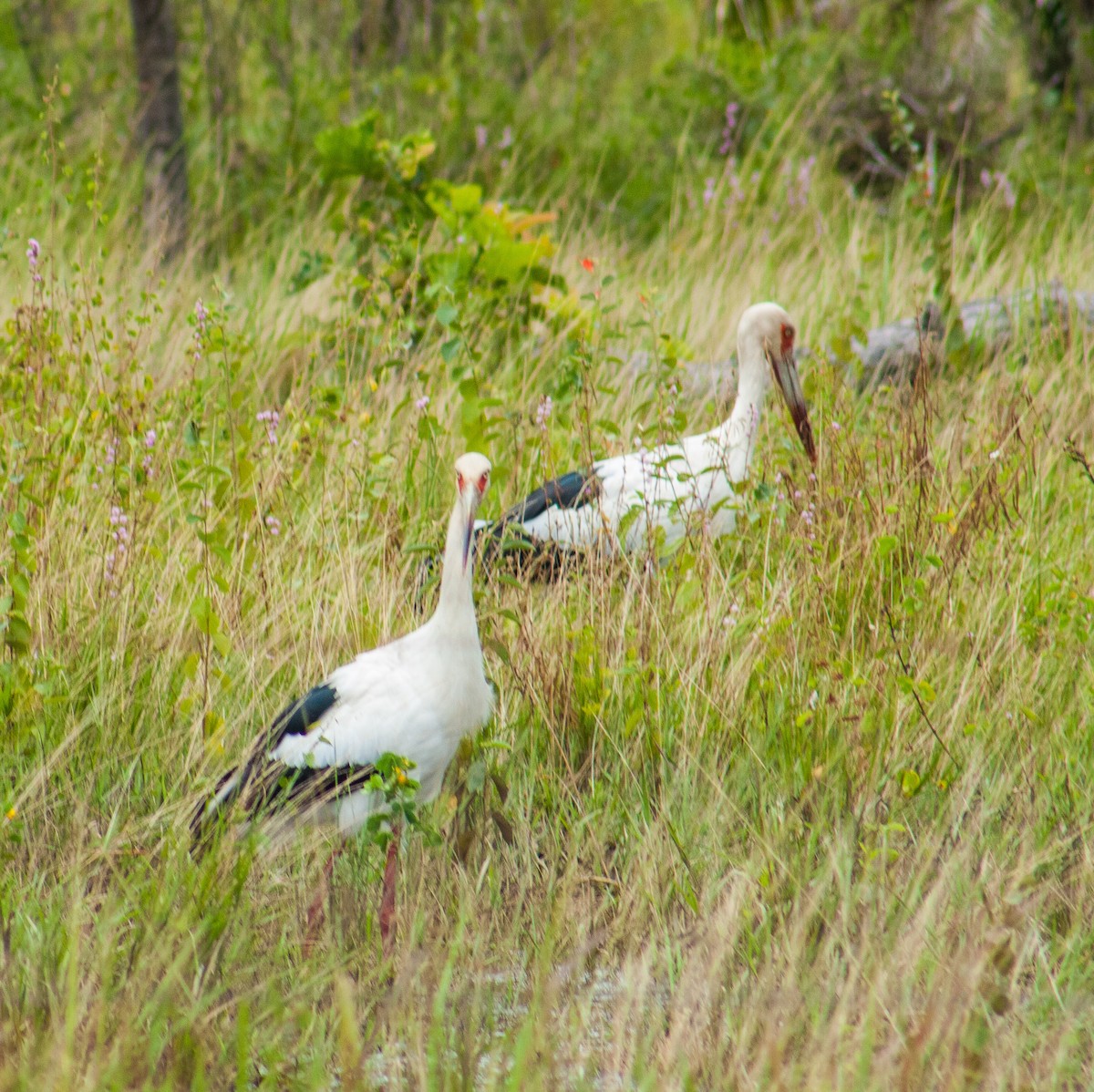 Maguari Stork - ML642818470
