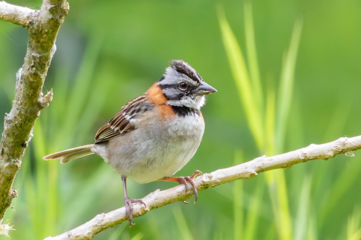 Rufous-collared Sparrow - ML642818474