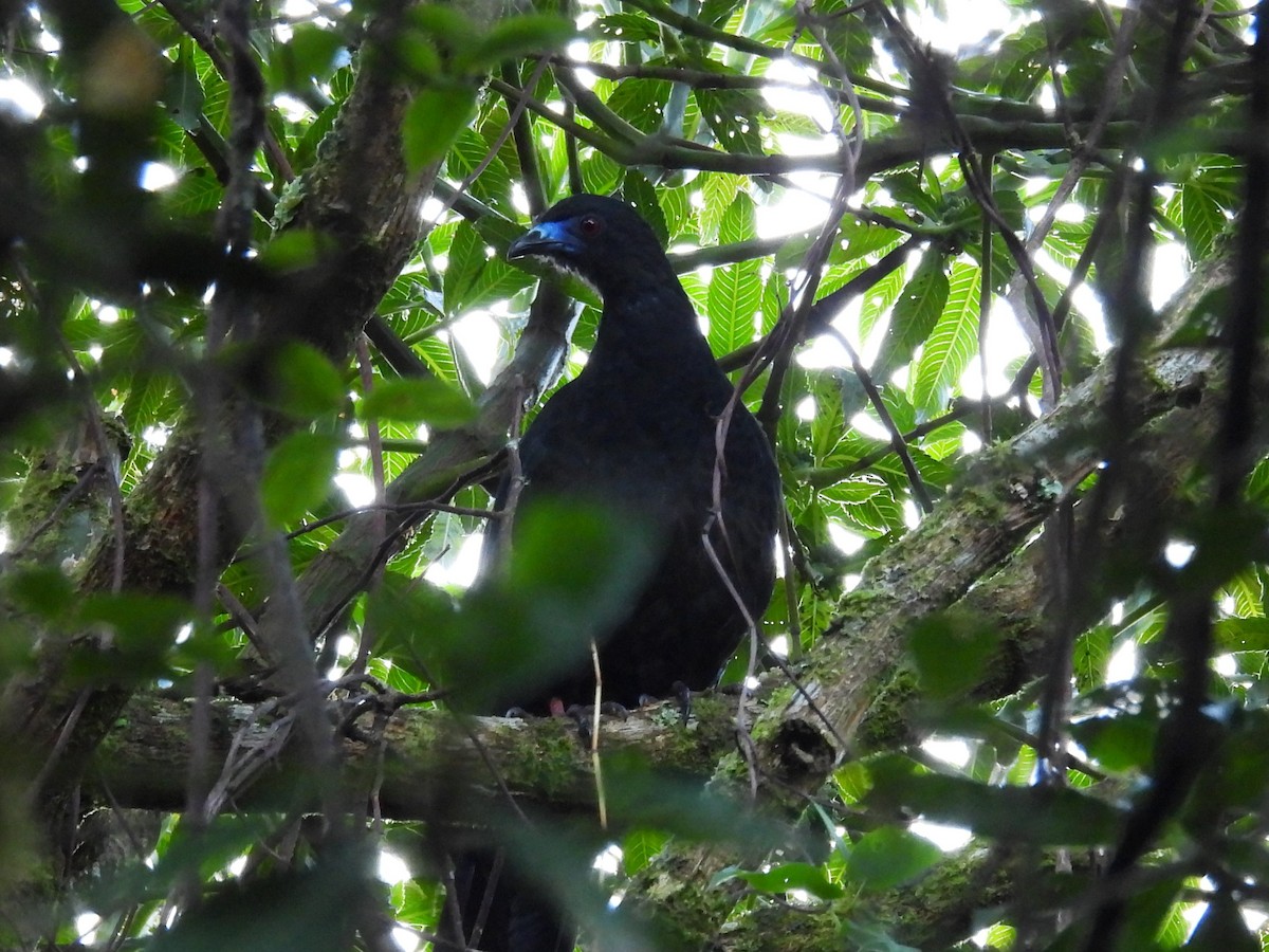 Black Guan - ML642818478