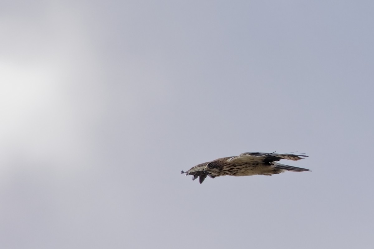 Booted Eagle - ML642818487