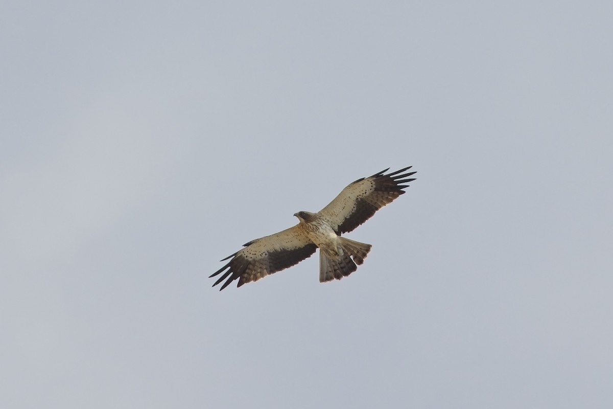 Booted Eagle - ML642818488