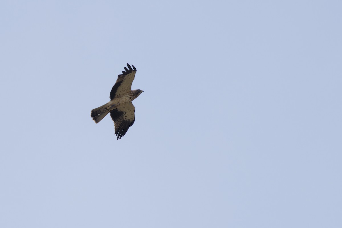 Booted Eagle - ML642818489