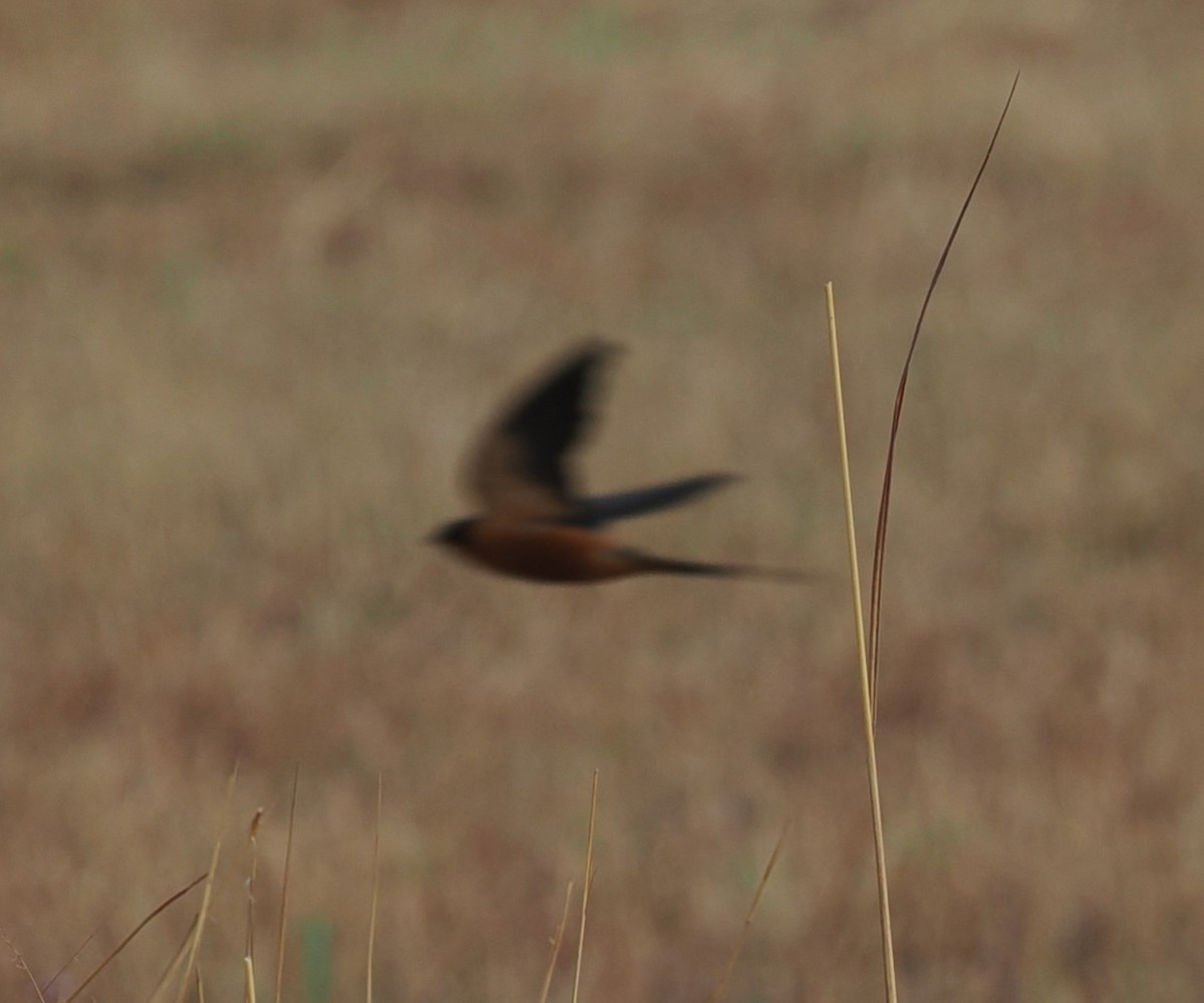 Rufous-chested Swallow - ML642818490