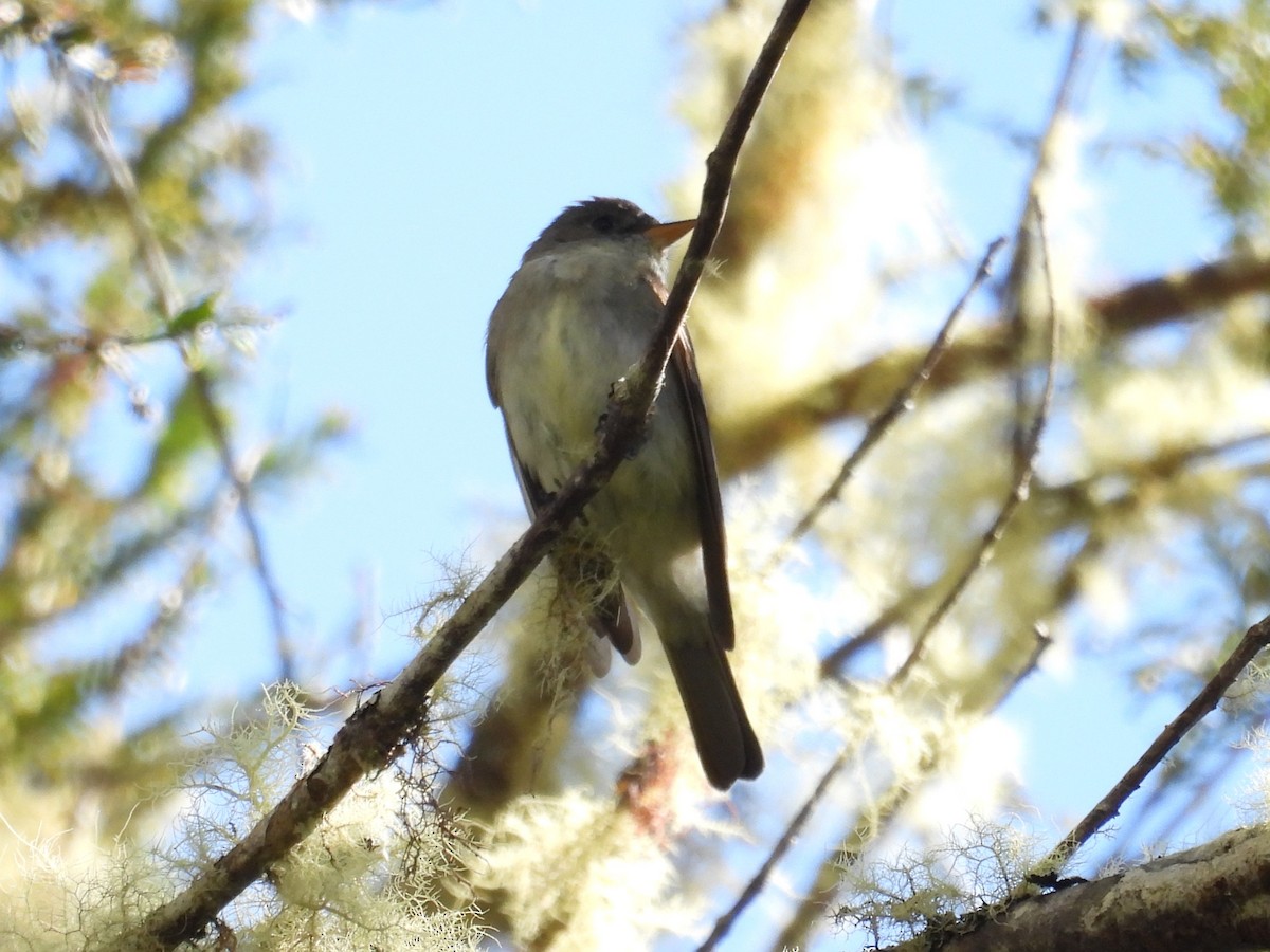 pewee sp. (Contopus sp.) - ML642818492