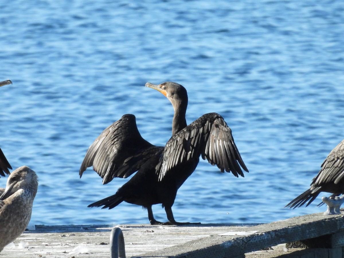 Double-crested Cormorant - ML642818493