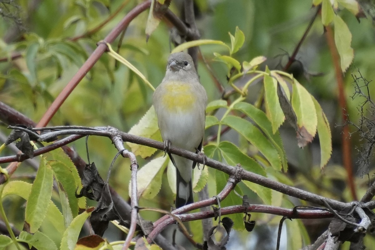 Lawrence's Goldfinch - ML642818497