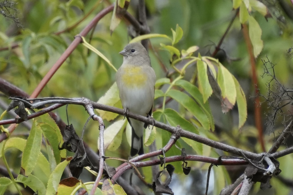 Lawrence's Goldfinch - ML642818498