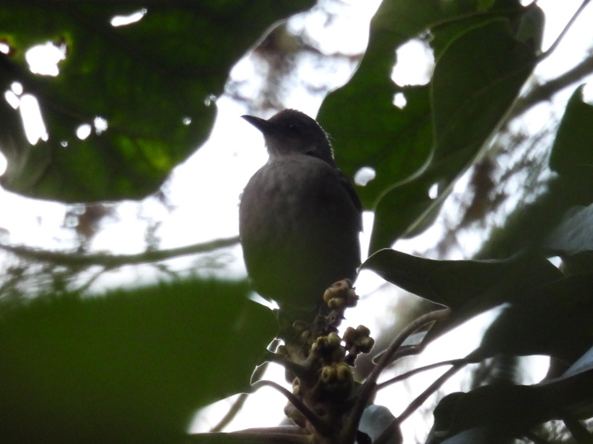 Mountain Thrush - ML642818501