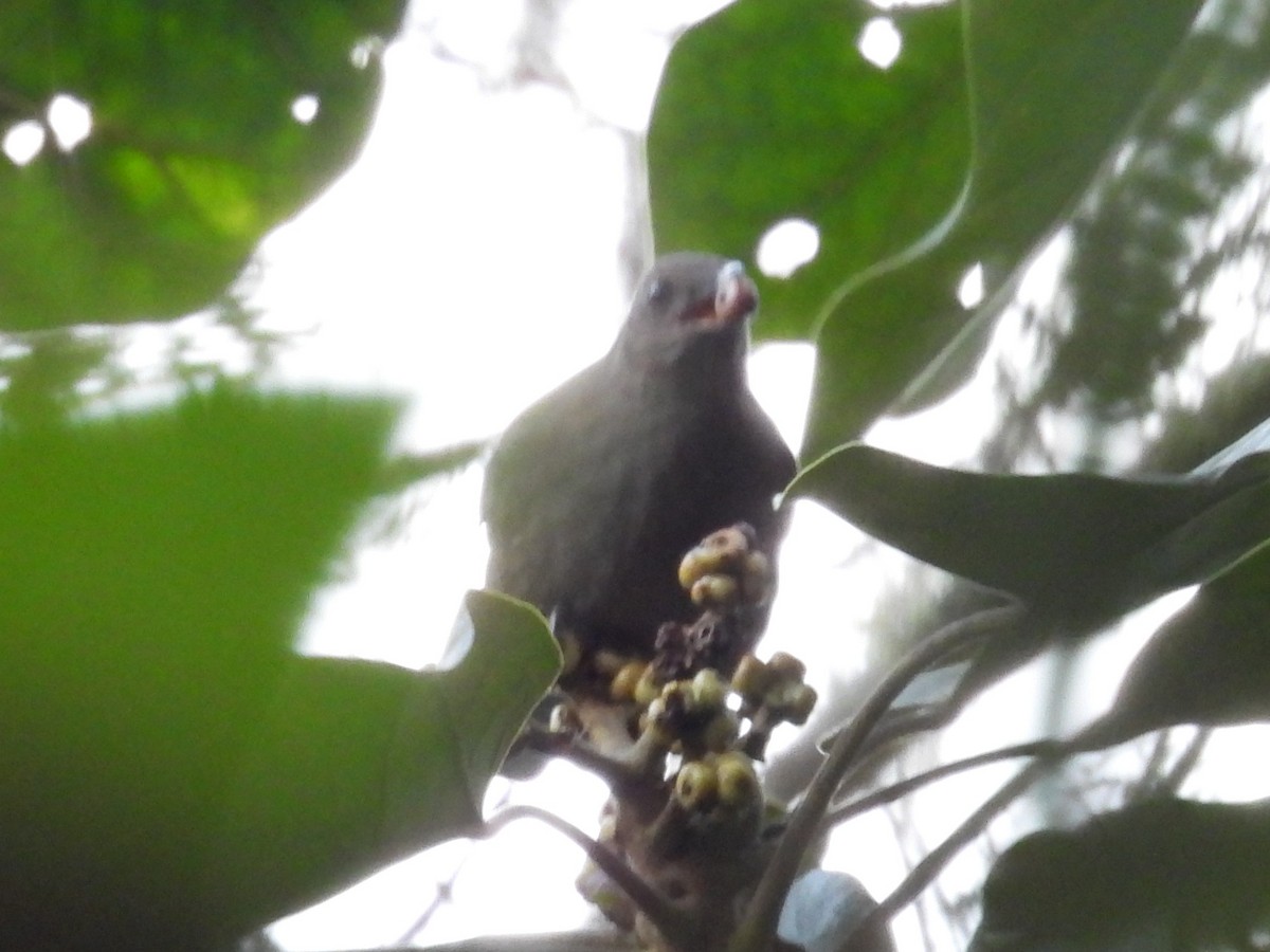 Mountain Thrush - ML642818502