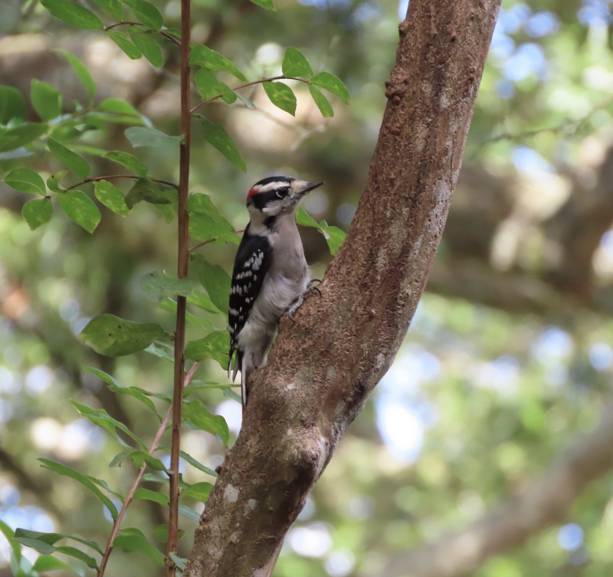 Downy Woodpecker - ML642818504