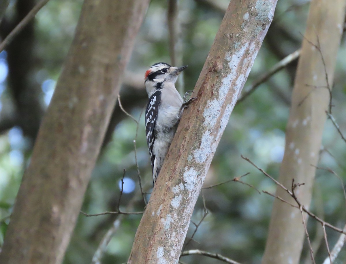 Downy Woodpecker - ML642818505