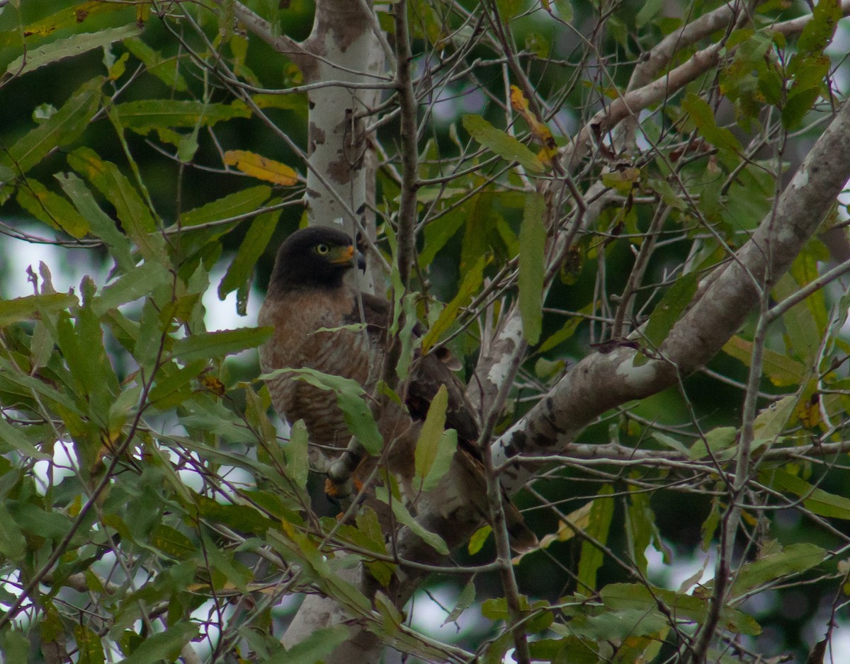 Roadside Hawk - ML642818514