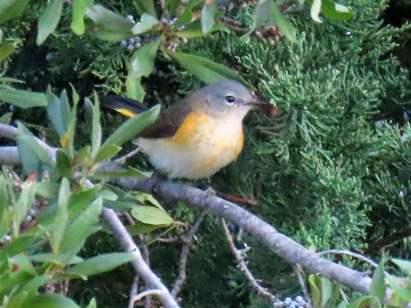 American Redstart - ML642818515