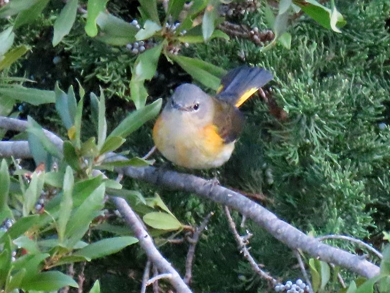 American Redstart - ML642818516