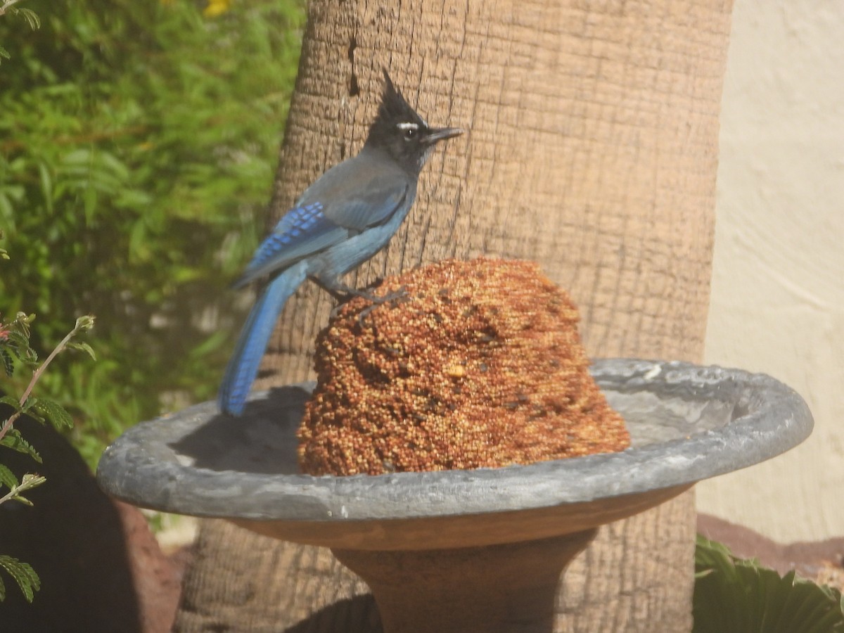 Steller's Jay - ML642818517