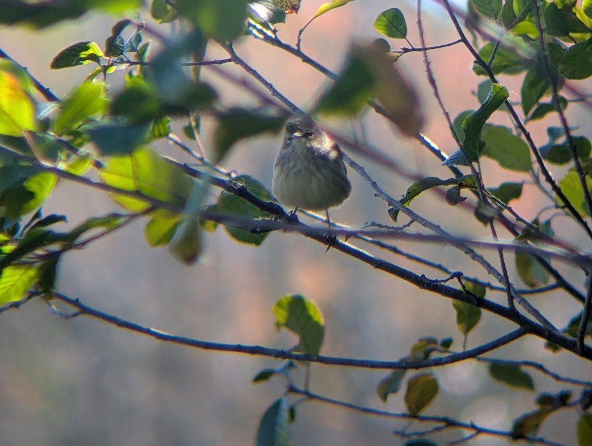 Palm Warbler (Western) - ML642818518