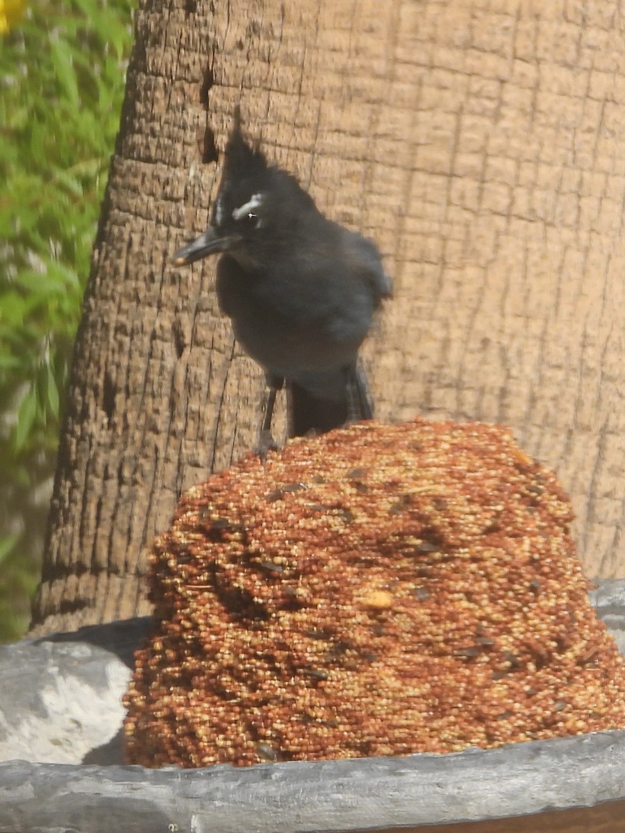 Steller's Jay - ML642818520