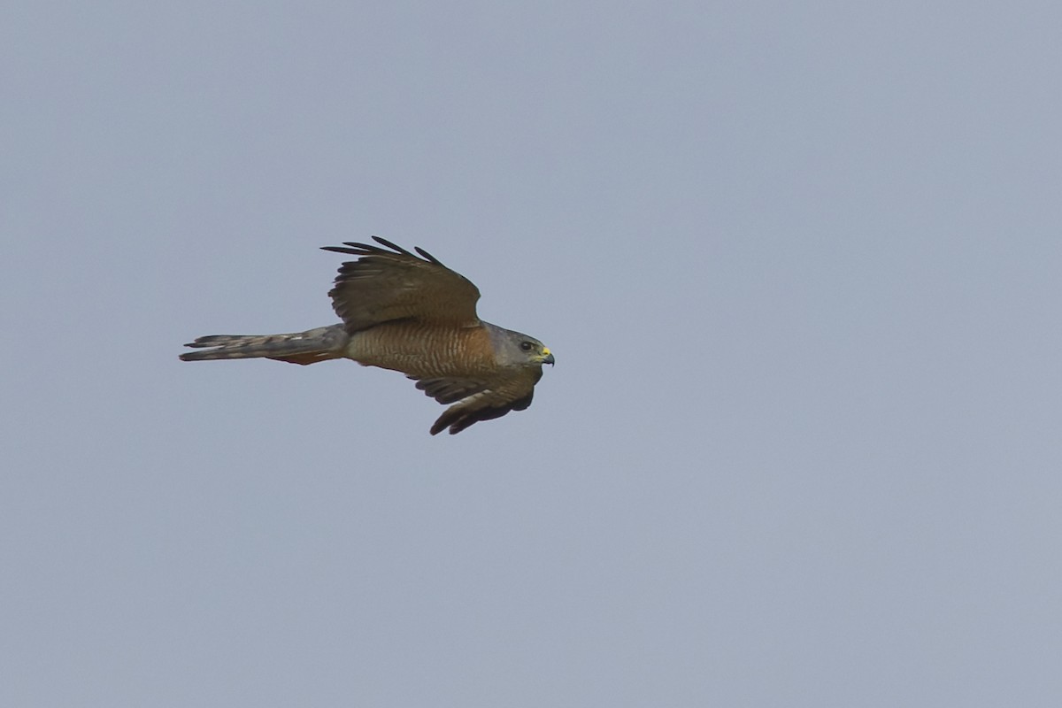 Levant Sparrowhawk - ML642818521