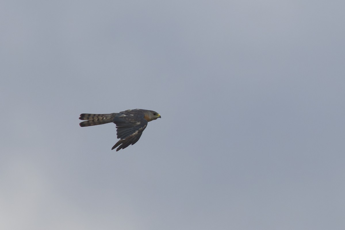 Levant Sparrowhawk - ML642818522